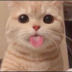 Meet your Posher, Orion